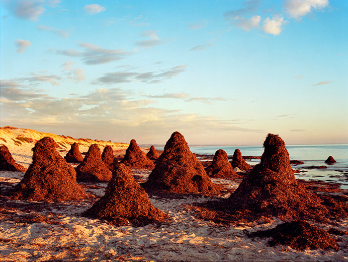 Seaweed Stacks